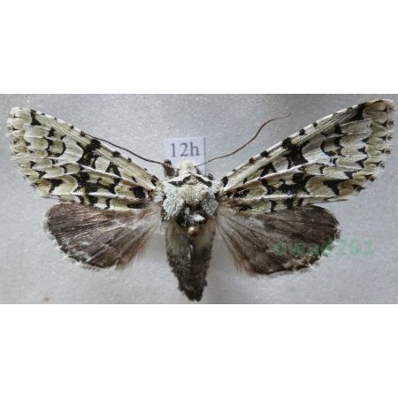 Dichonia aprilina (Linnaeus, 1758) Ochybnica runiówka Czech12h